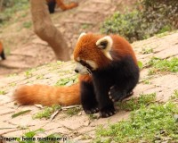 Mini Traper - Chengdu, panda czerwona