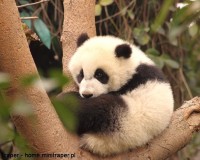 Mini Traper - Chengdu, panda wielka