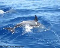 Traper - delfin, Ocean Atlantycki