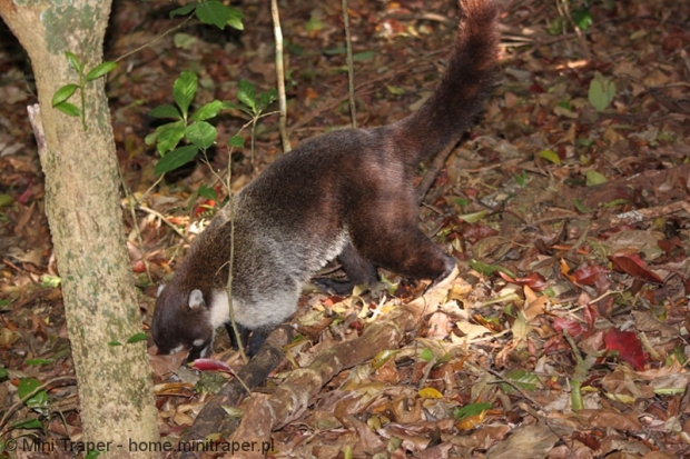 Mini Traper - Koati
