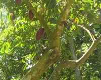 Wenezuela, kakaowiec
