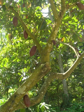 Wenezuela, kakaowiec